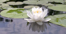 water lily Lily
